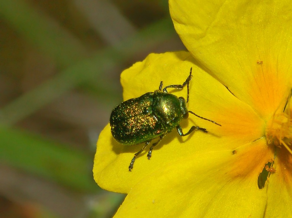 Cryptocephalus samniticus in Val Noci (GE)